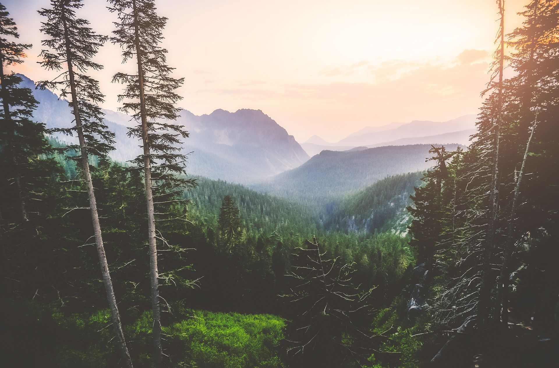 A forest with mountains in the background and the sun shining through the trees
