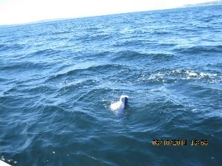 A seagull is swimming in the ocean on a sunny day