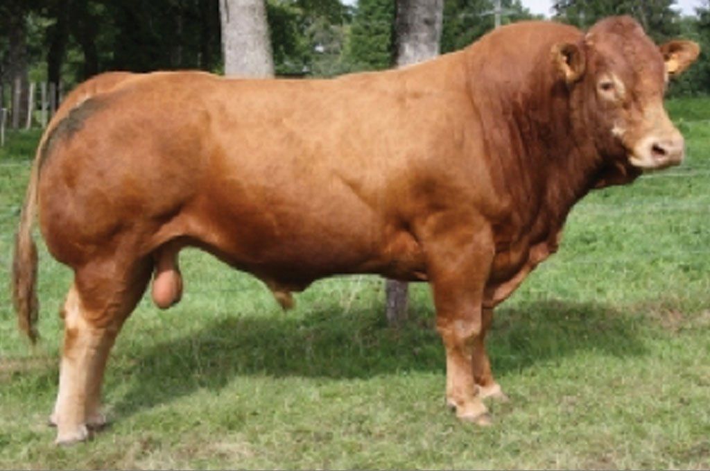 Gamin’s Sire EdelweisMN