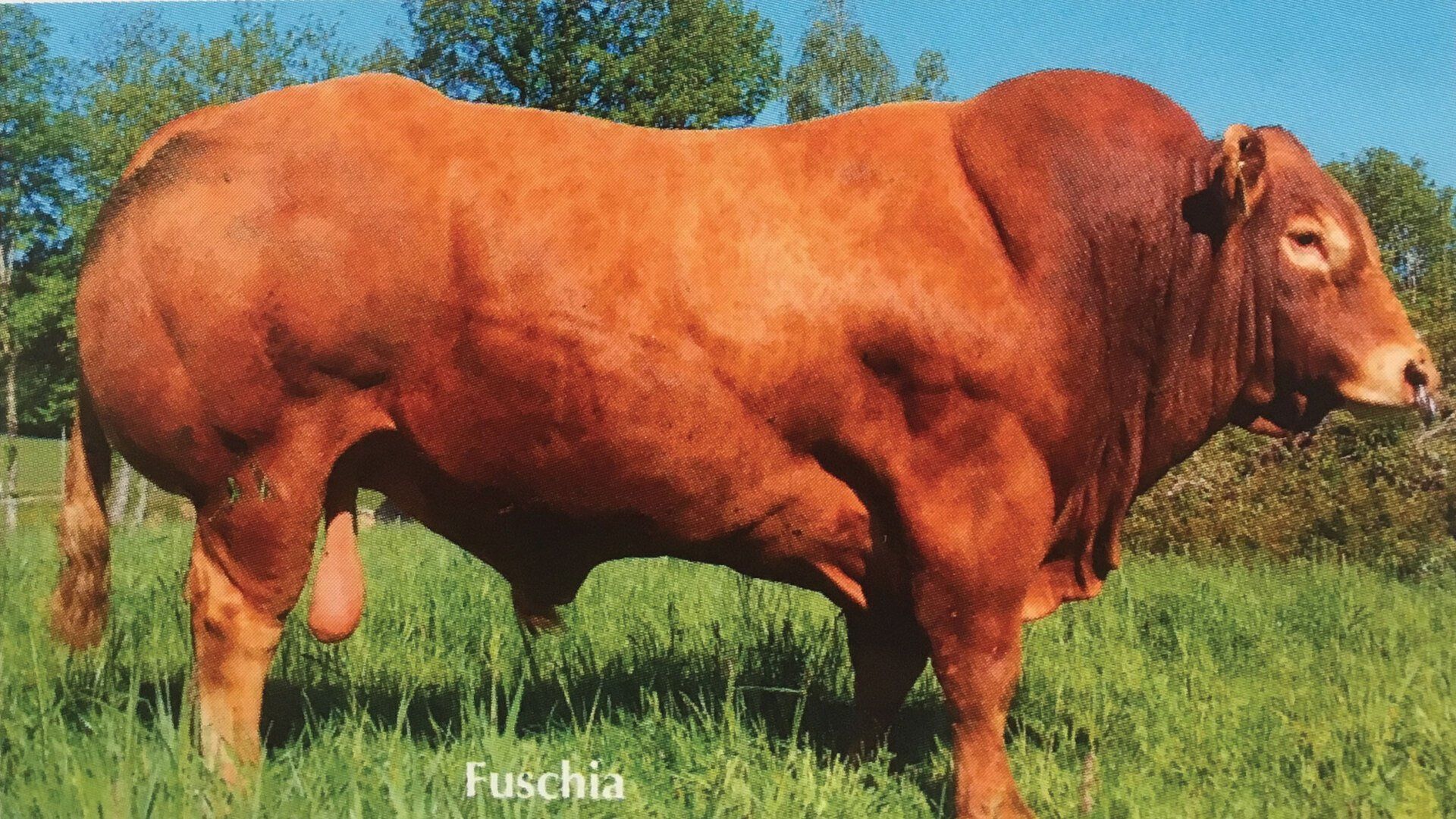 Loyal’s Sire Fuschia