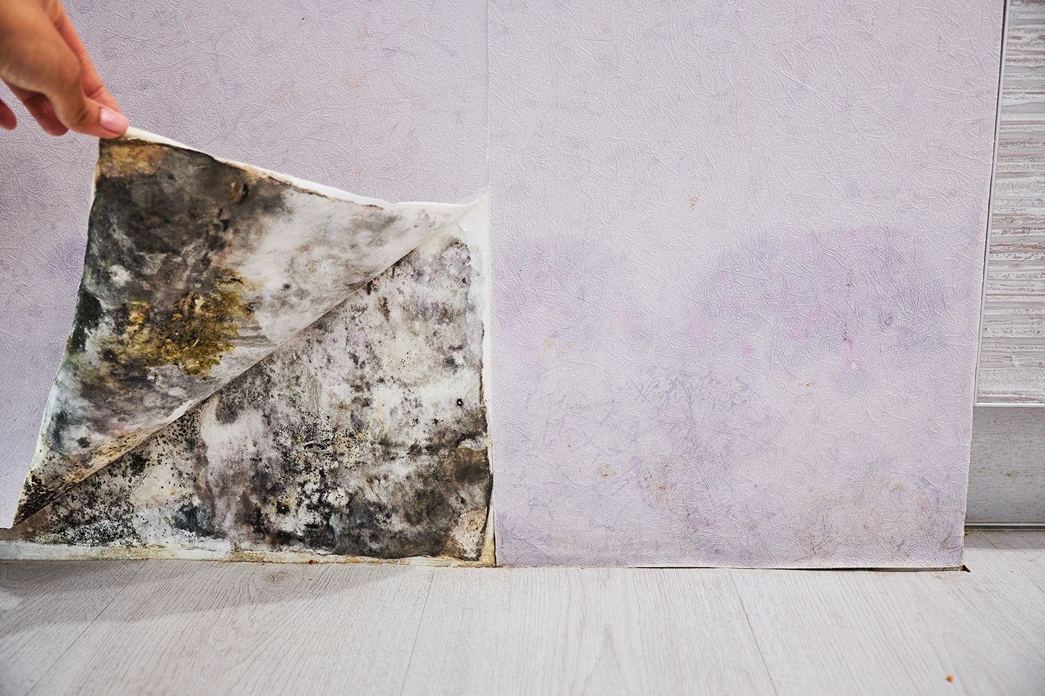 A hand holding a flap and showing black mould build-up under lilac wallpaper.