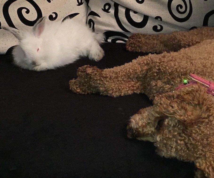 A white rabbit laying next to a brown dog