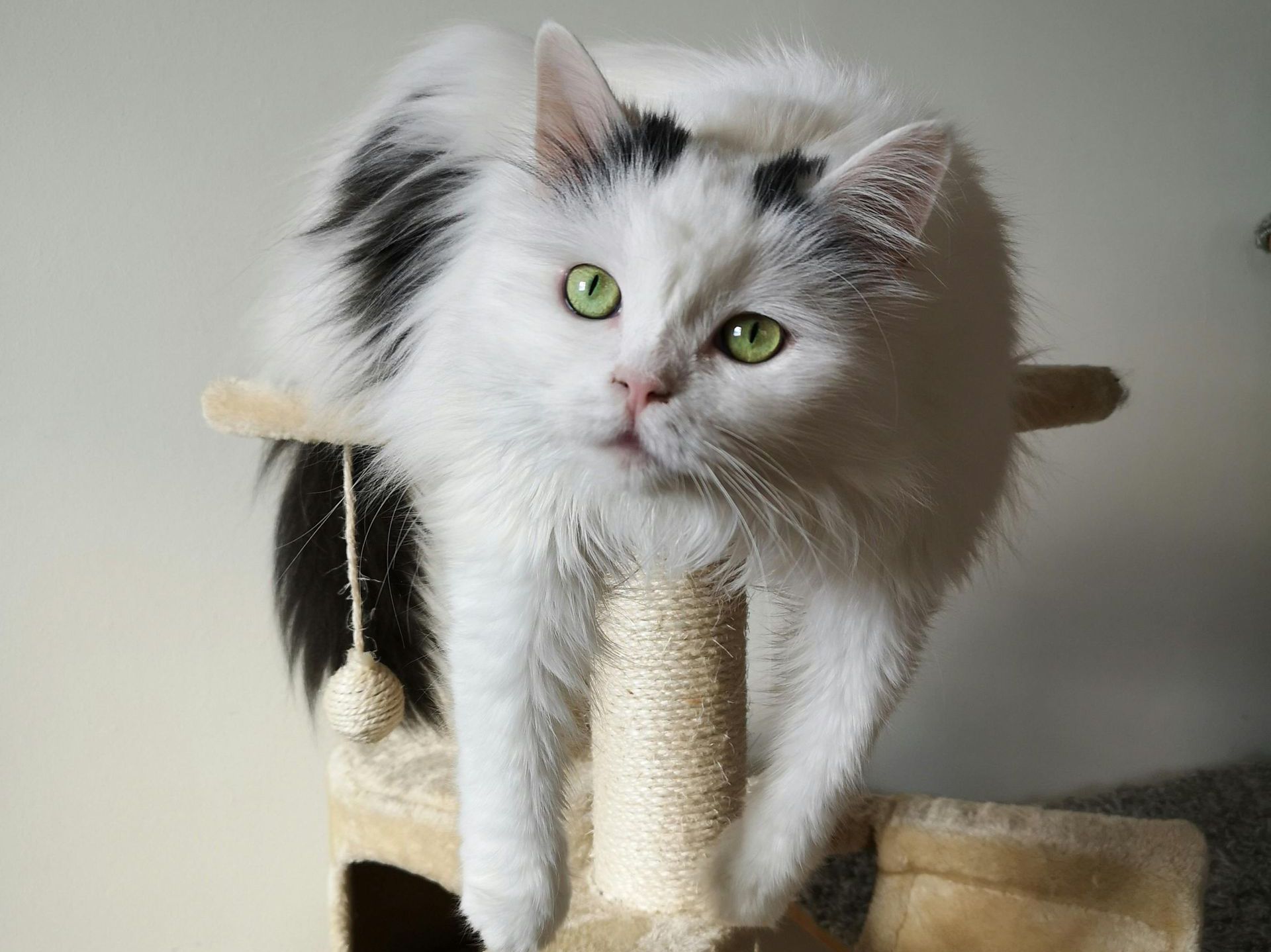 Help! Mijn kat krabt aan de meubels.