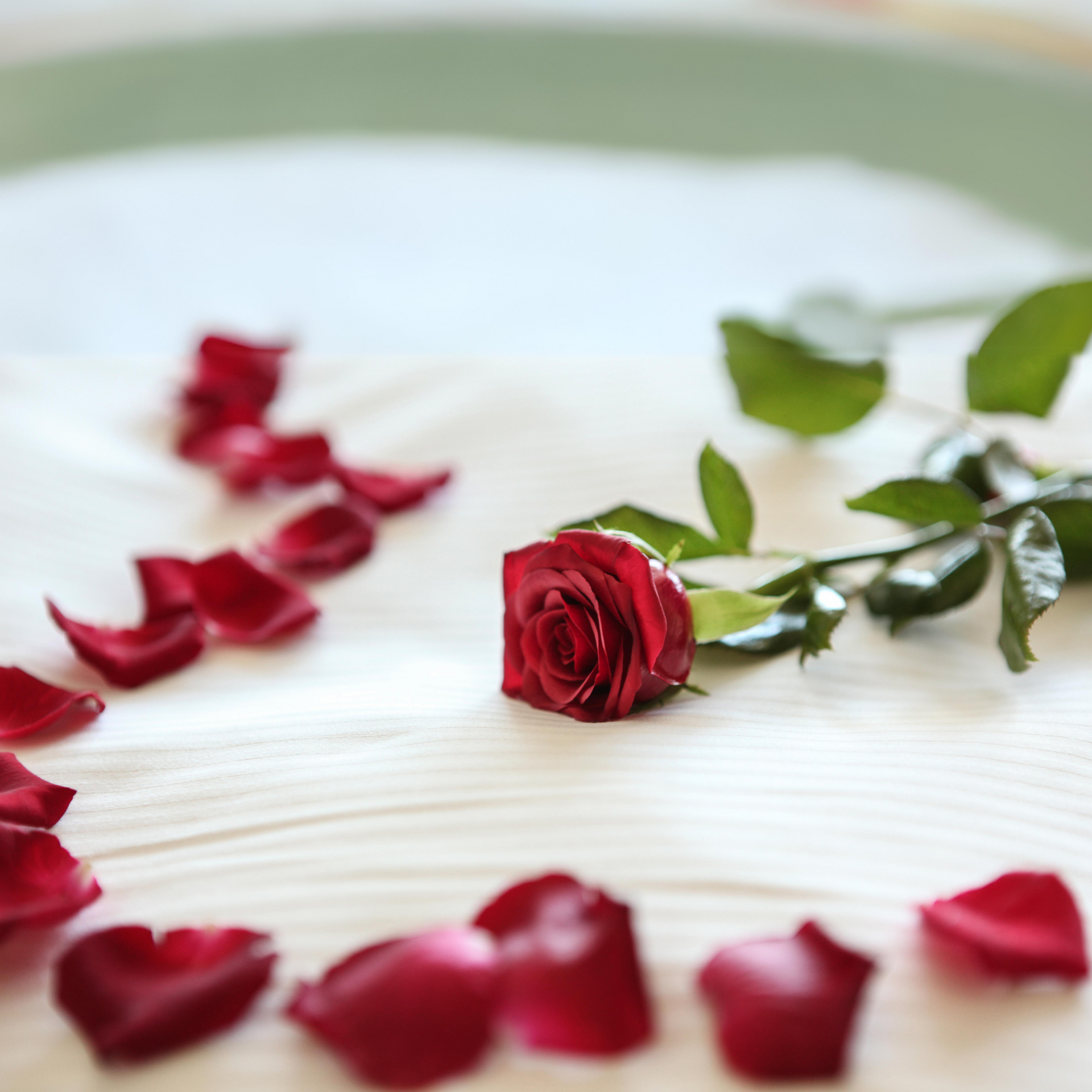 Red rose and scattered petals on a light wooden surface. The rose is in focus, with several petals framing it.