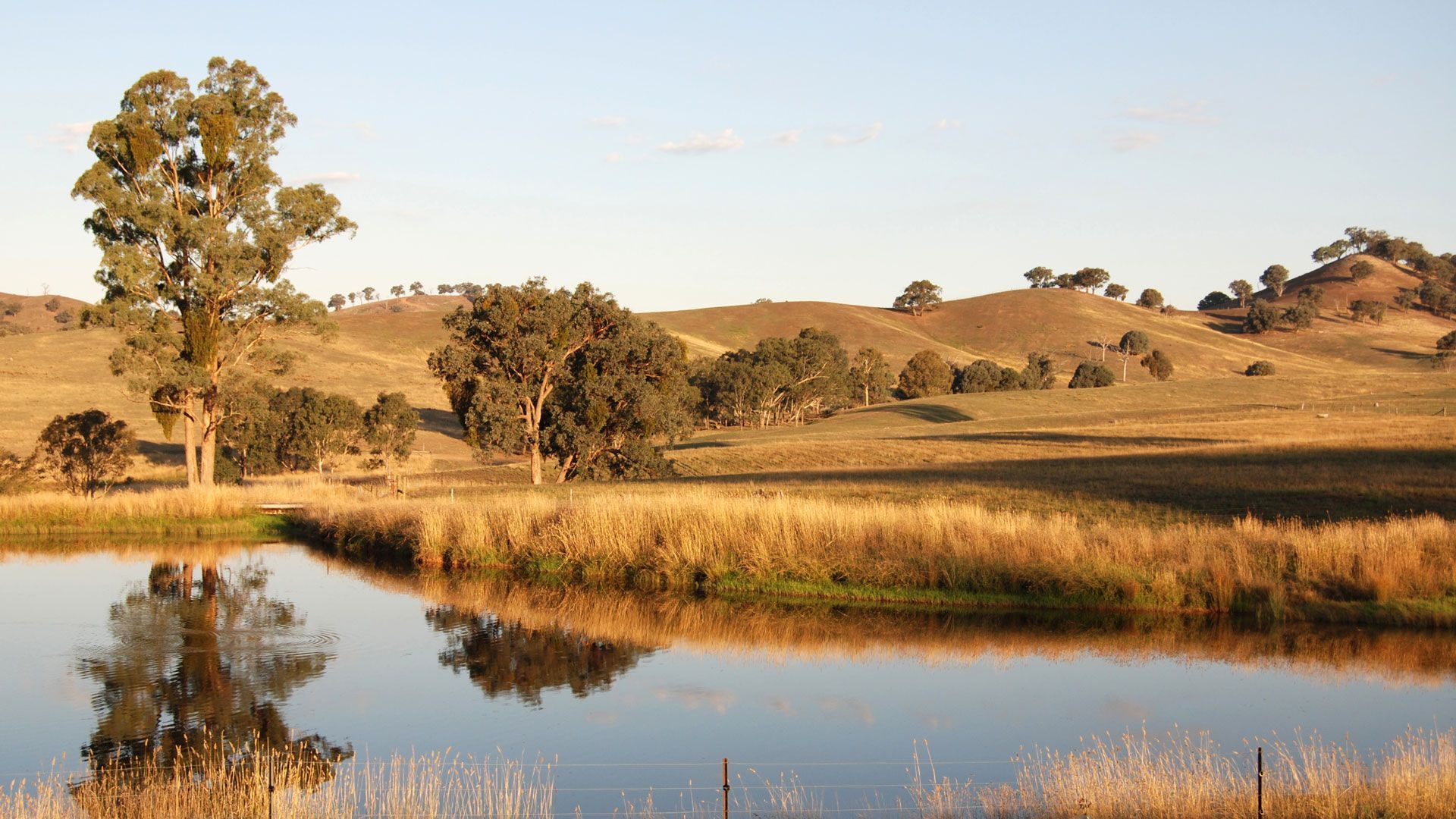 Landscape design with pool in Caulfield