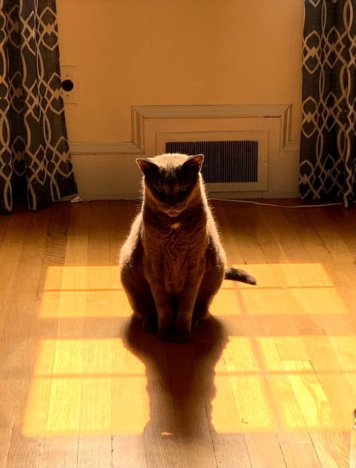 Gray cat sitting in square of sunlight on a wooden floor.