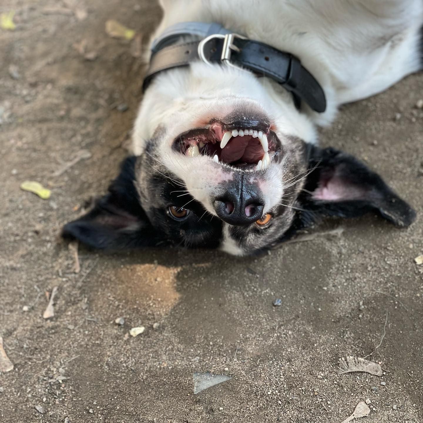 Black and white dog on its back, smiling with teeth showing, wearing a black collar on dirt.