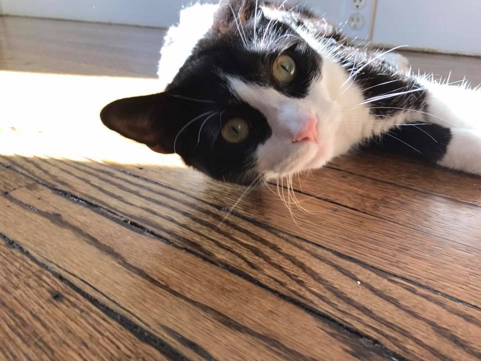 Black and white cat lounging on a wooden floor, looking at the camera with a curious expression.