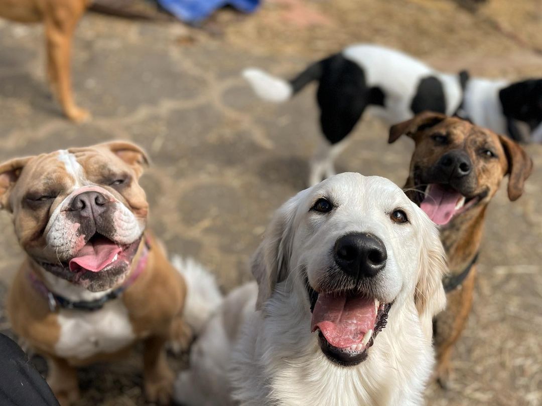 Happy dogs, including a bulldog, golden retriever, and mixed-breed, smile at the camera outdoors.