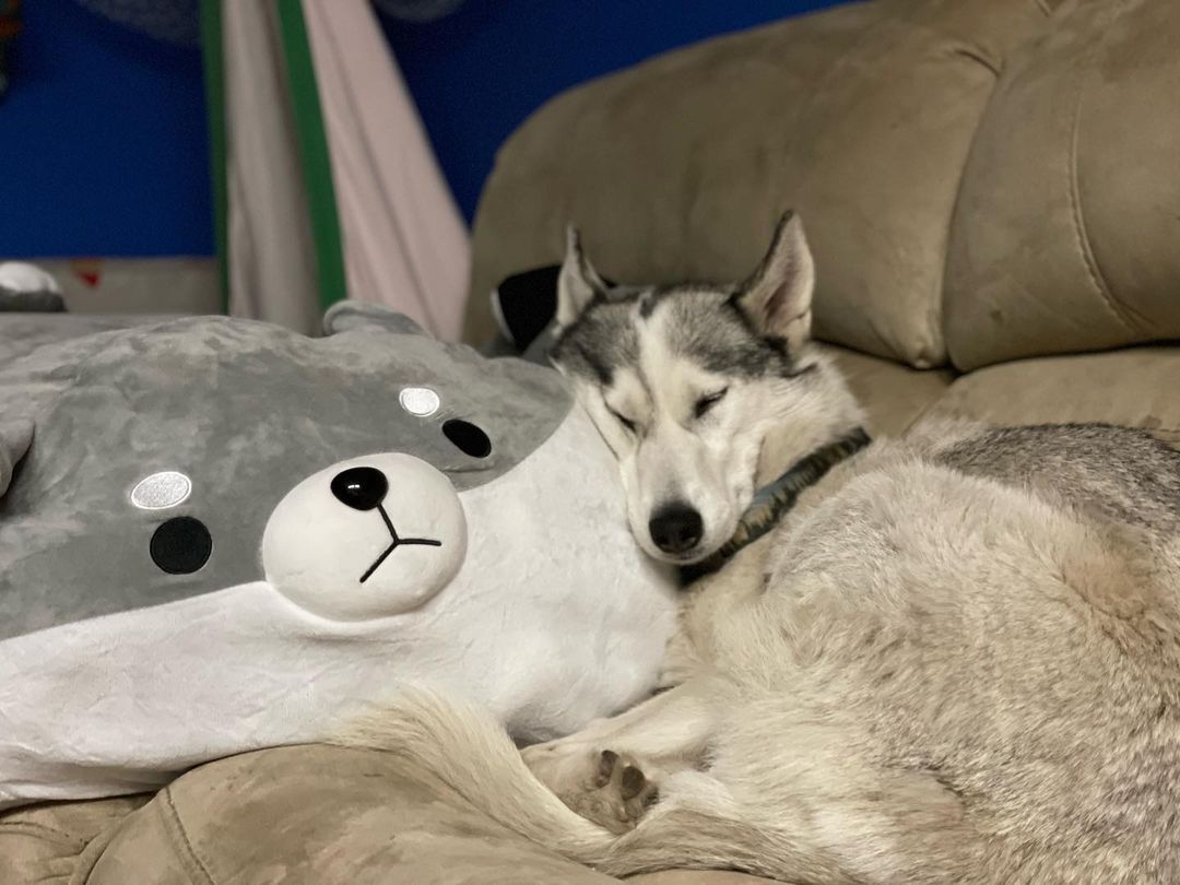 Sleeping husky dog cuddled with a gray bear pillow on a beige couch.
