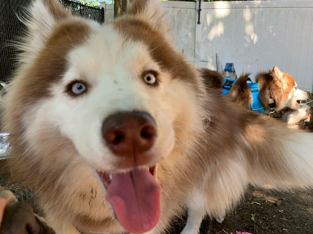 Brown and white husky with blue eyes, panting, tongue out, outdoors. Another husky in the background.