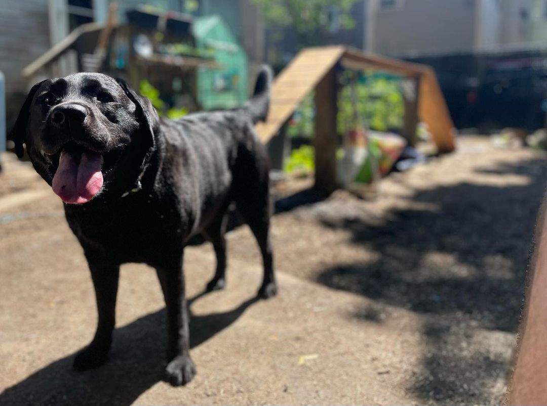 Black Labrador dog panting with tongue out, standing on dirt, in backyard.