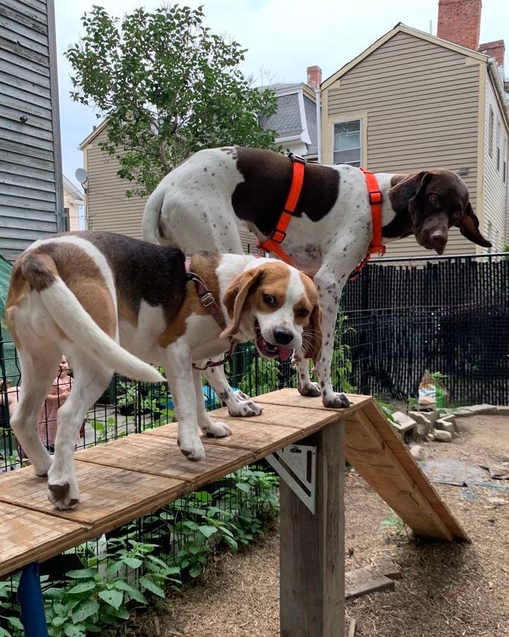 Two dogs on a wooden ramp: a beagle and a brown and white pointer. They have orange harnesses, in an outdoor space.