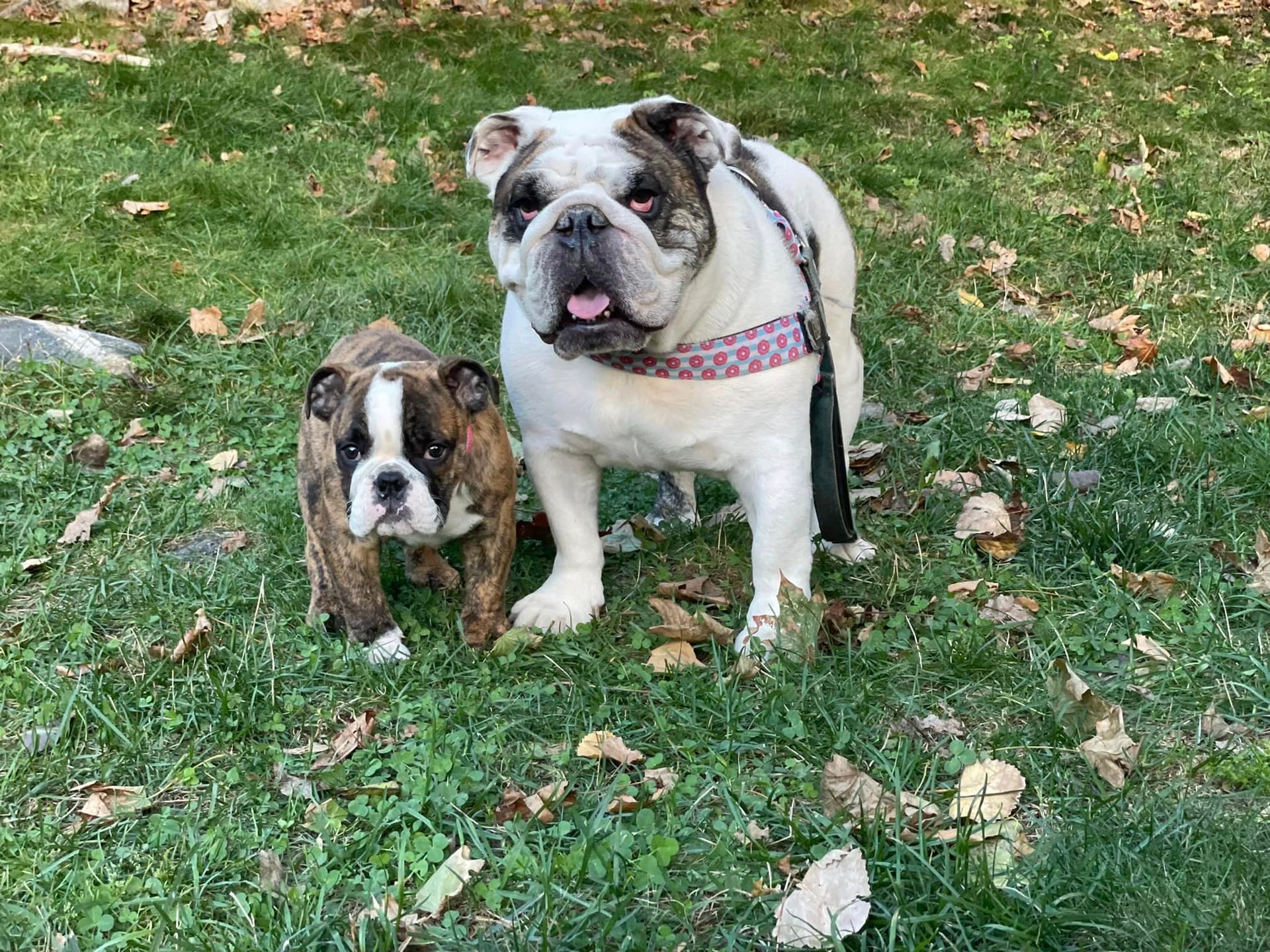 Two bulldogs, one small and one large, standing in green grass.