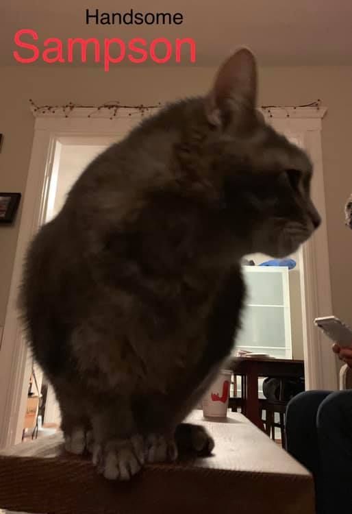 Handsome gray cat named Sampson perched on a table, looking to the right.