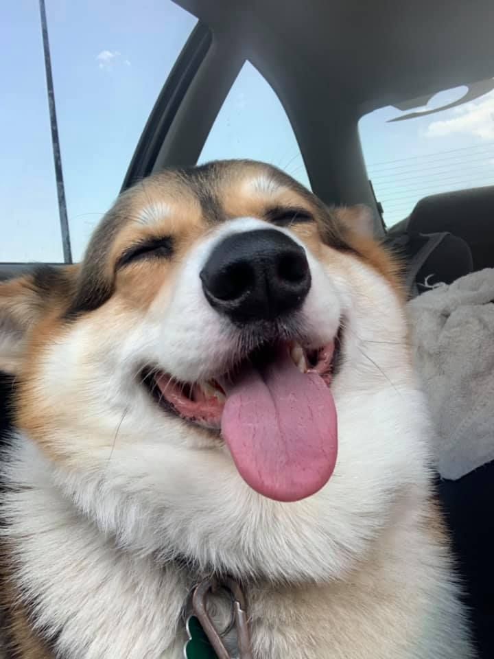 Happy corgi with tongue out, eyes closed, inside a car.