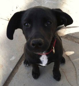 Black dog with floppy ears and white chest, sits looking at the camera.
