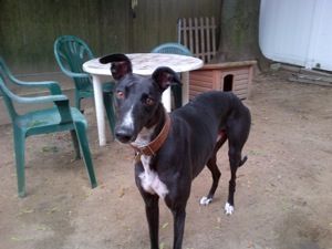 Black and white dog with brown collar standing in a backyard with green chairs and a small table.