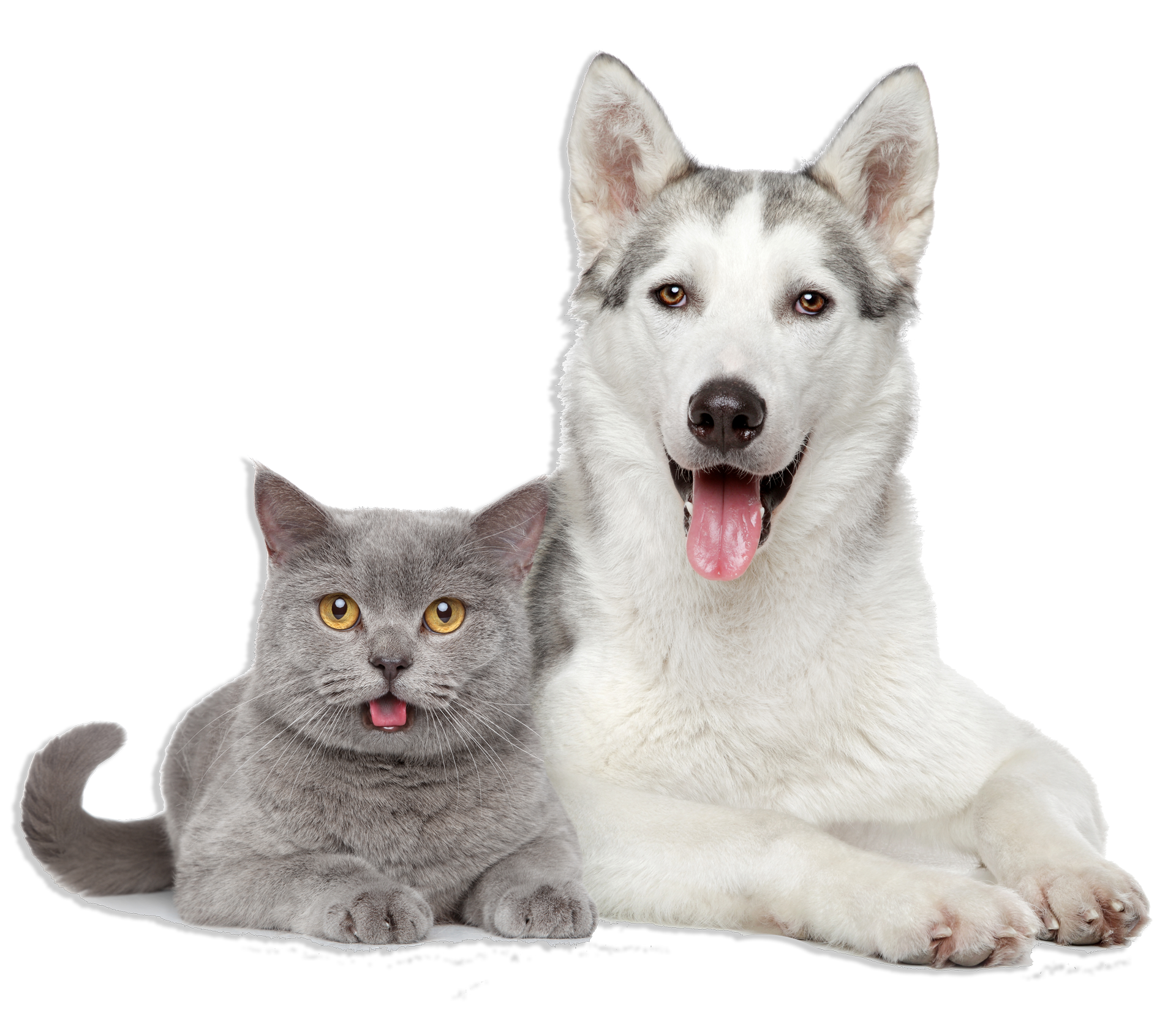 Dog And Cat