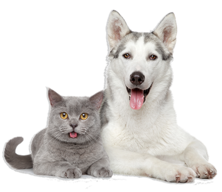 Dog And Cat