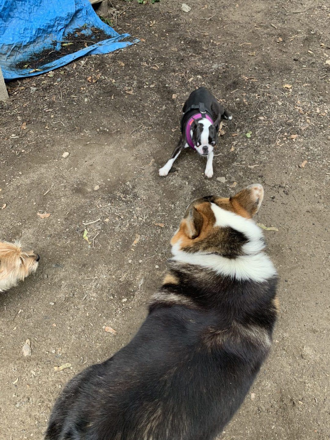 Corgi looking up at small dog in harness, standing outside; other dog in the background.