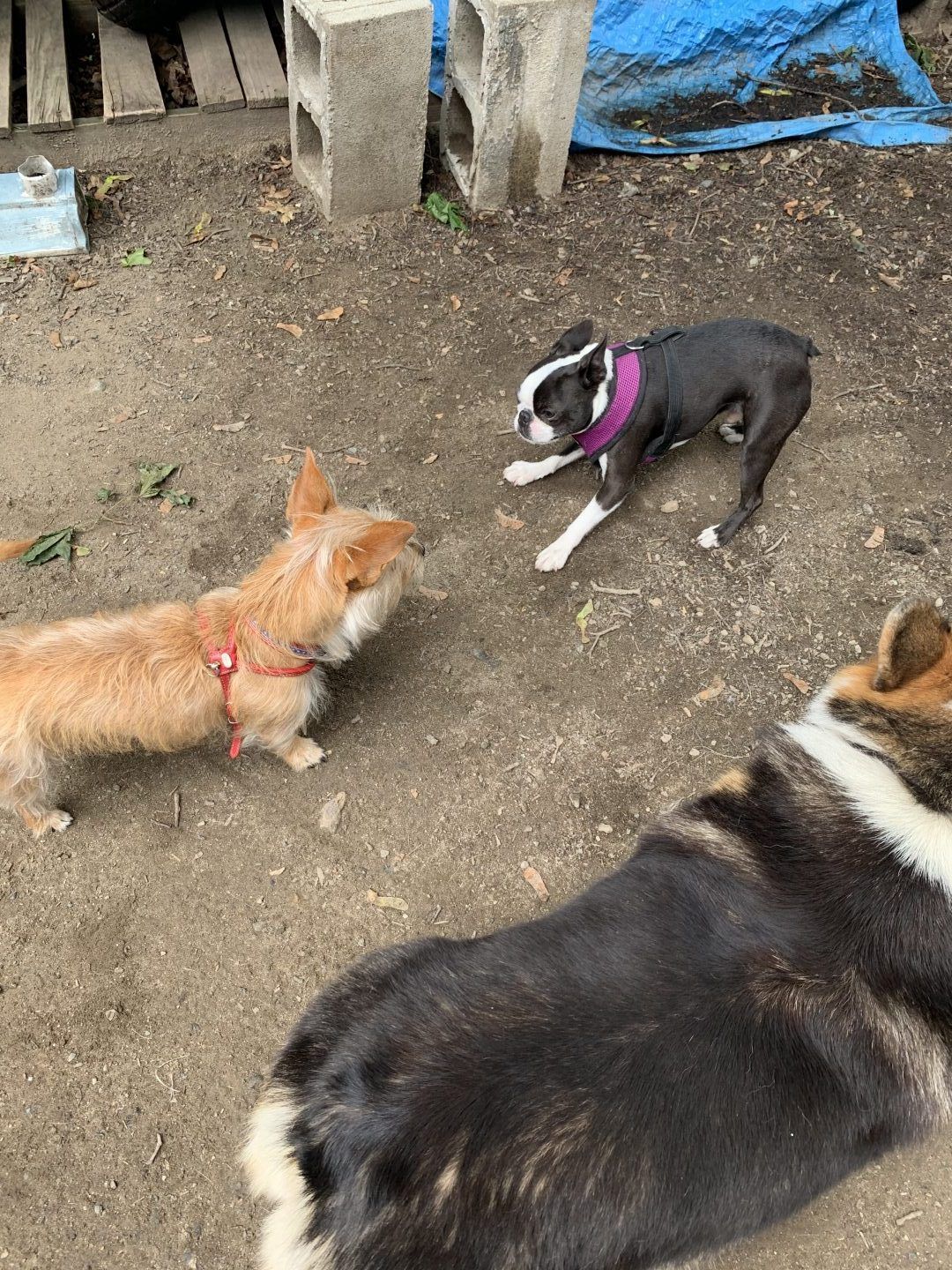 Three dogs playing in a dirt yard: A Boston terrier, a tan corgi, and a black corgi.