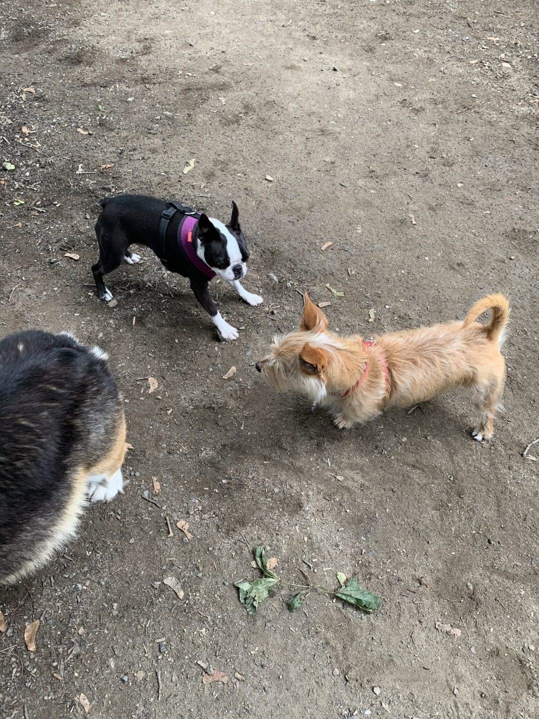 Three dogs in a dirt area. A black and white dog faces a reddish-tan dog; a third dog's backside is visible.