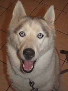 Smiling husky with blue eyes, light-colored fur, and open mouth.