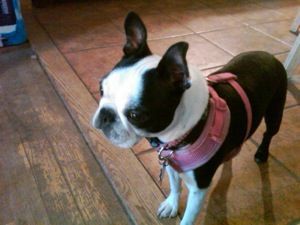 Boston terrier wearing a pink harness, standing on a tiled floor.
