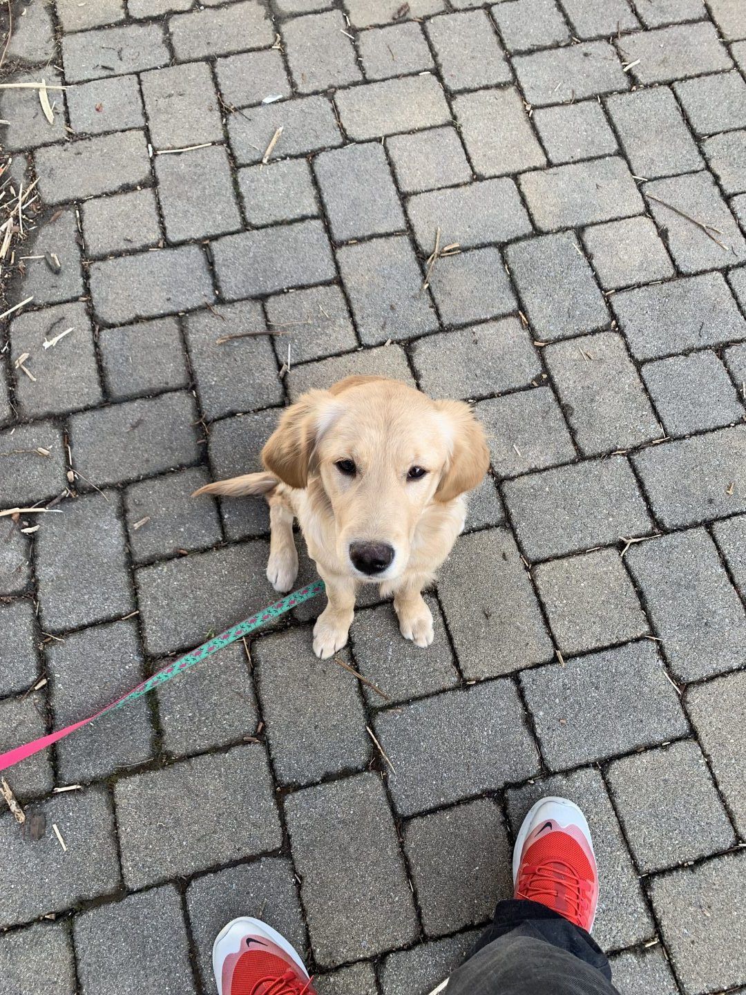 Golden retriever puppy sits on cobblestone, looking up at the camera, wearing a leash.