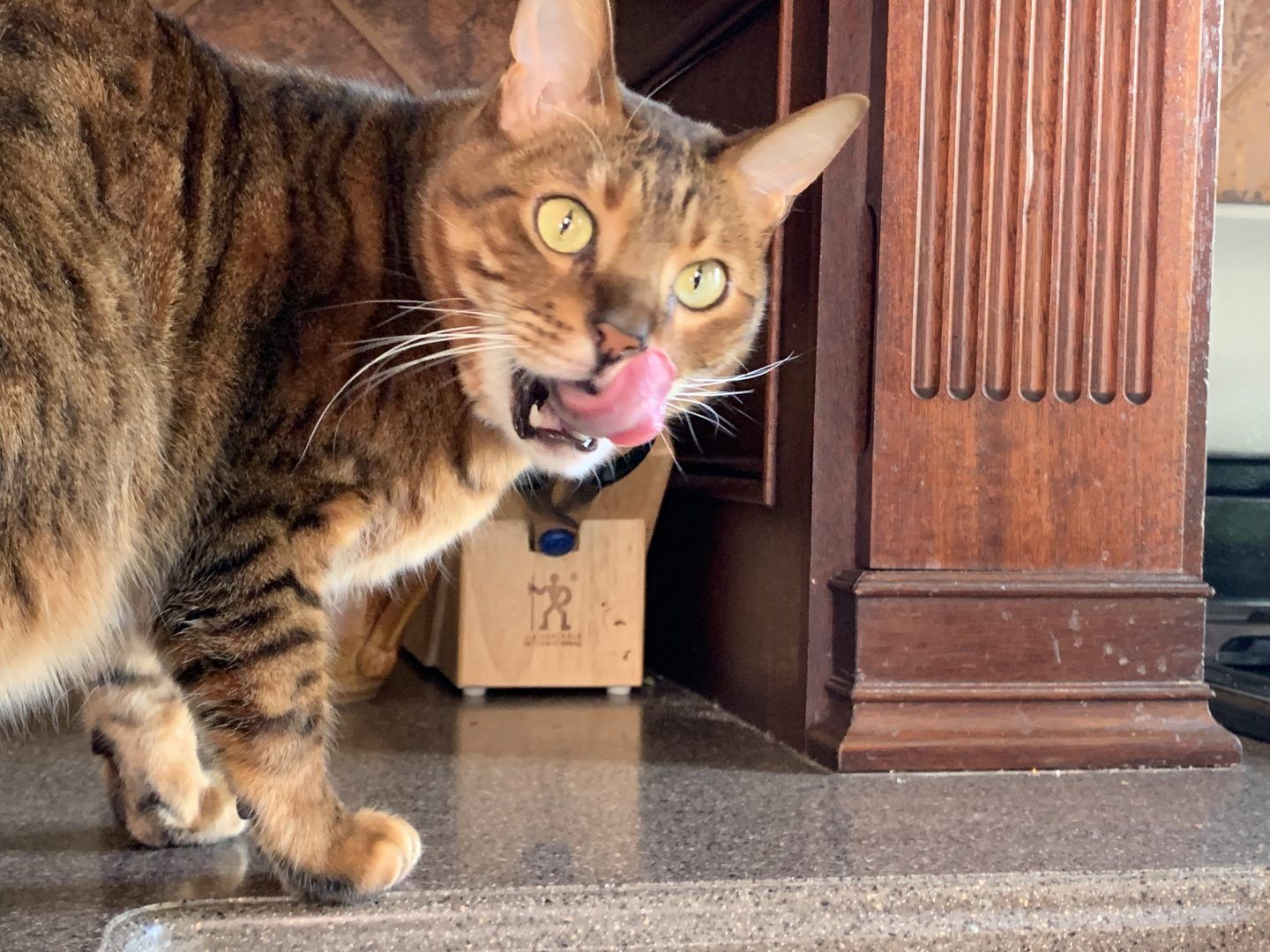 Bengal cat licking its mouth on a countertop near a wooden cabinet, with an excited expression.