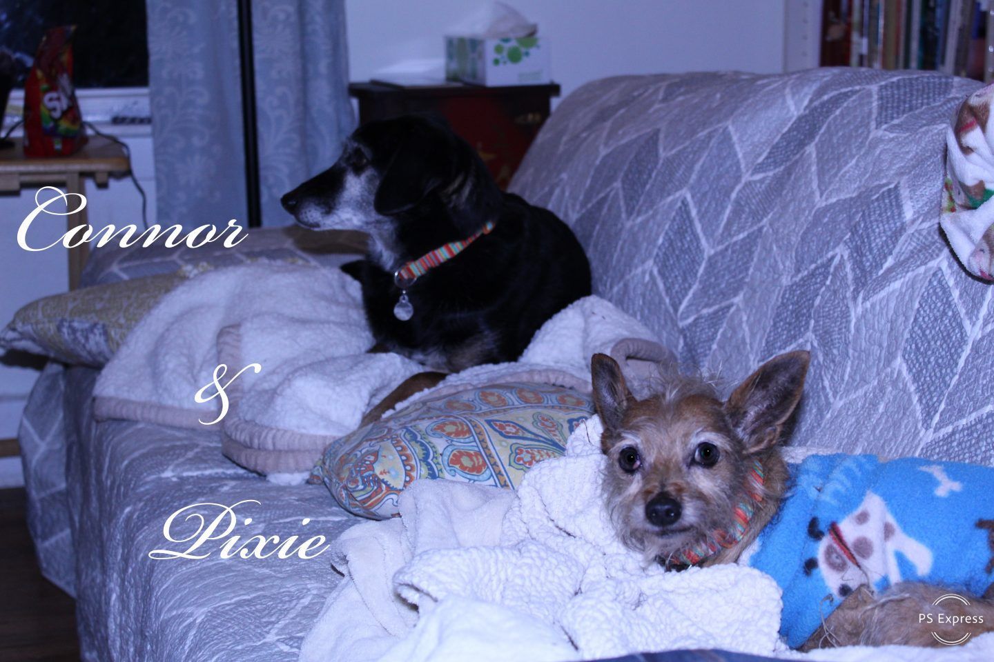 Connor and Pixie, two dogs on a couch. One black, the other brown, both resting.