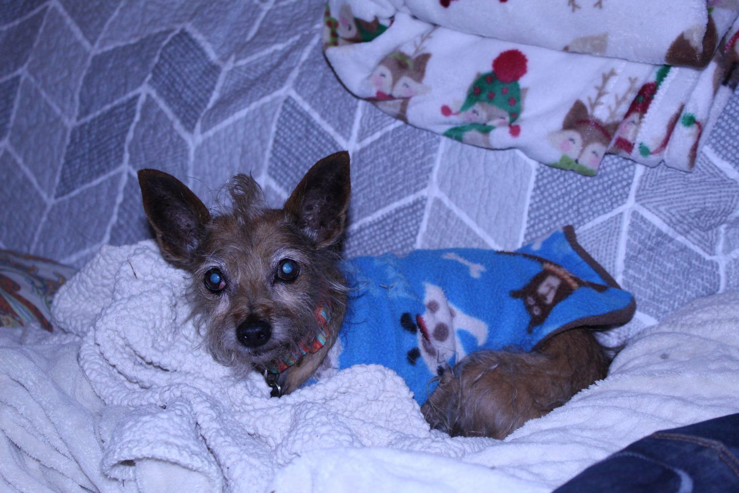 Small brown dog in blue pajamas, resting on a white towel, with a patterned blanket in the background.