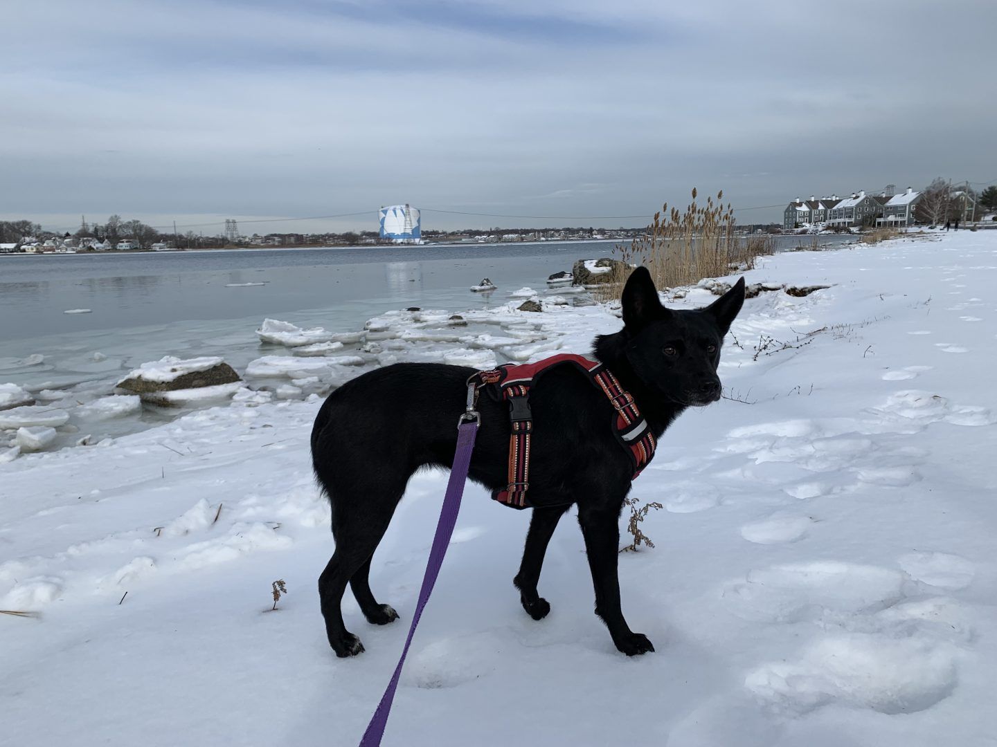 Black dog in a red harness stands on snow-covered ground by a river with ice.