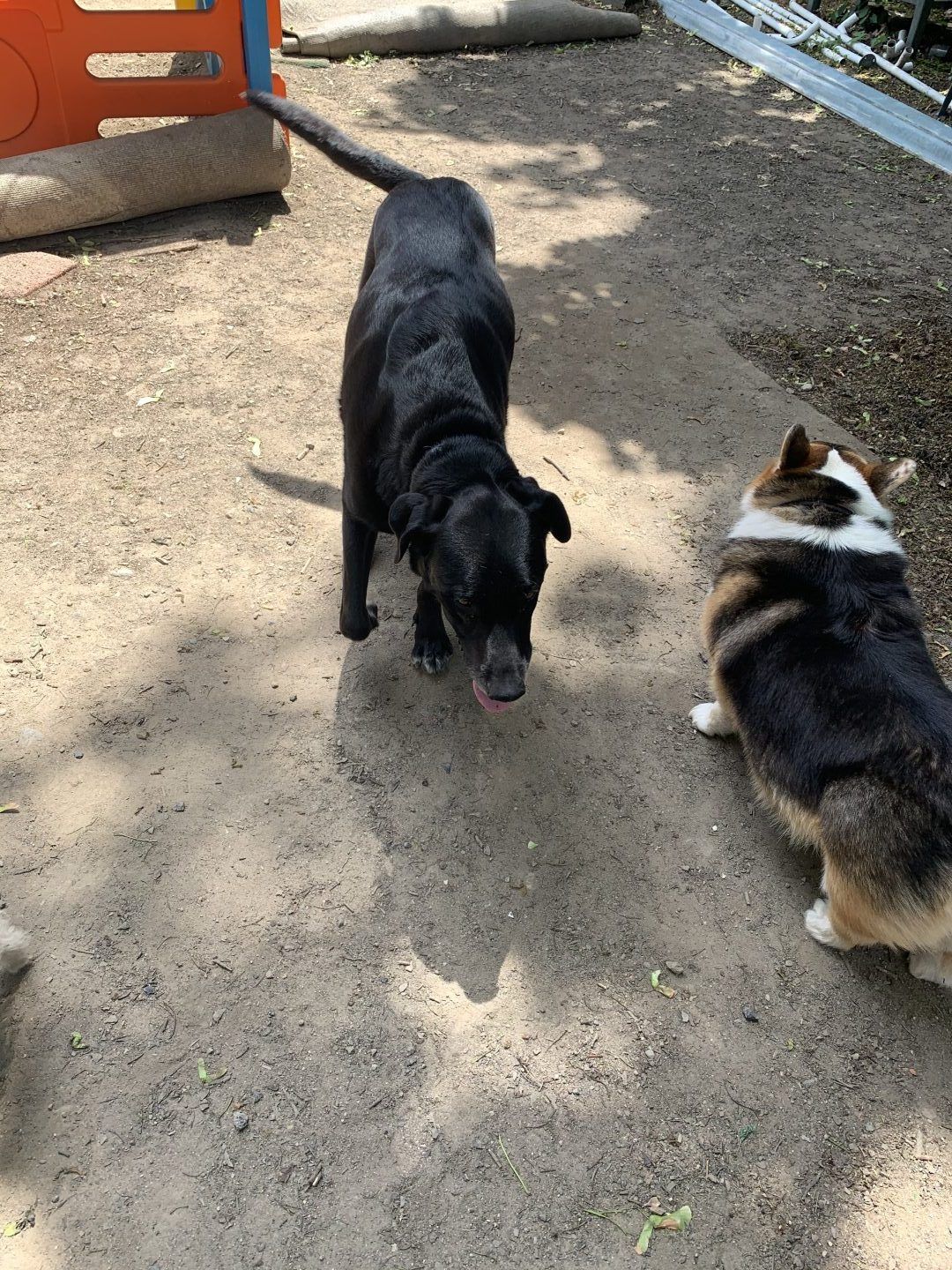 Black dog facing forward near a tri-color corgi on a dirt path.