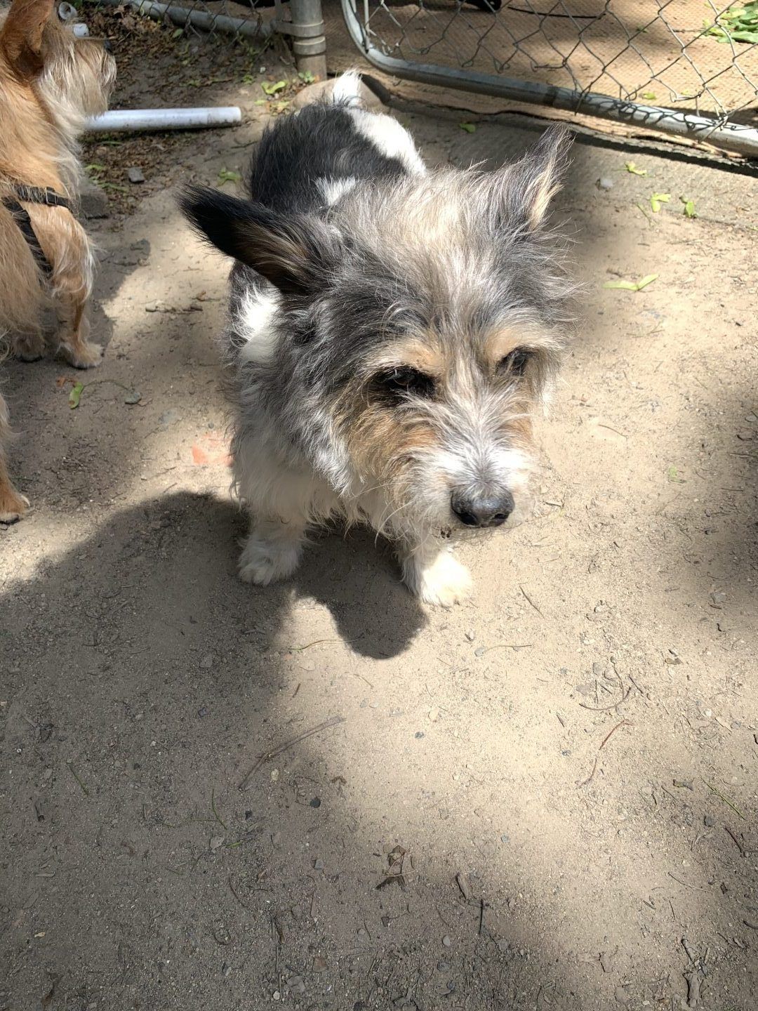 Small, scruffy dog with gray and white fur stands on dirt, looking at the camera.