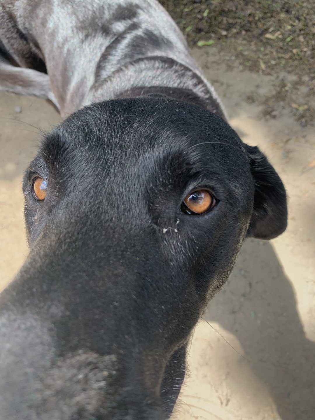 Black and gray dog with brown eyes looking directly at the camera, outdoors.