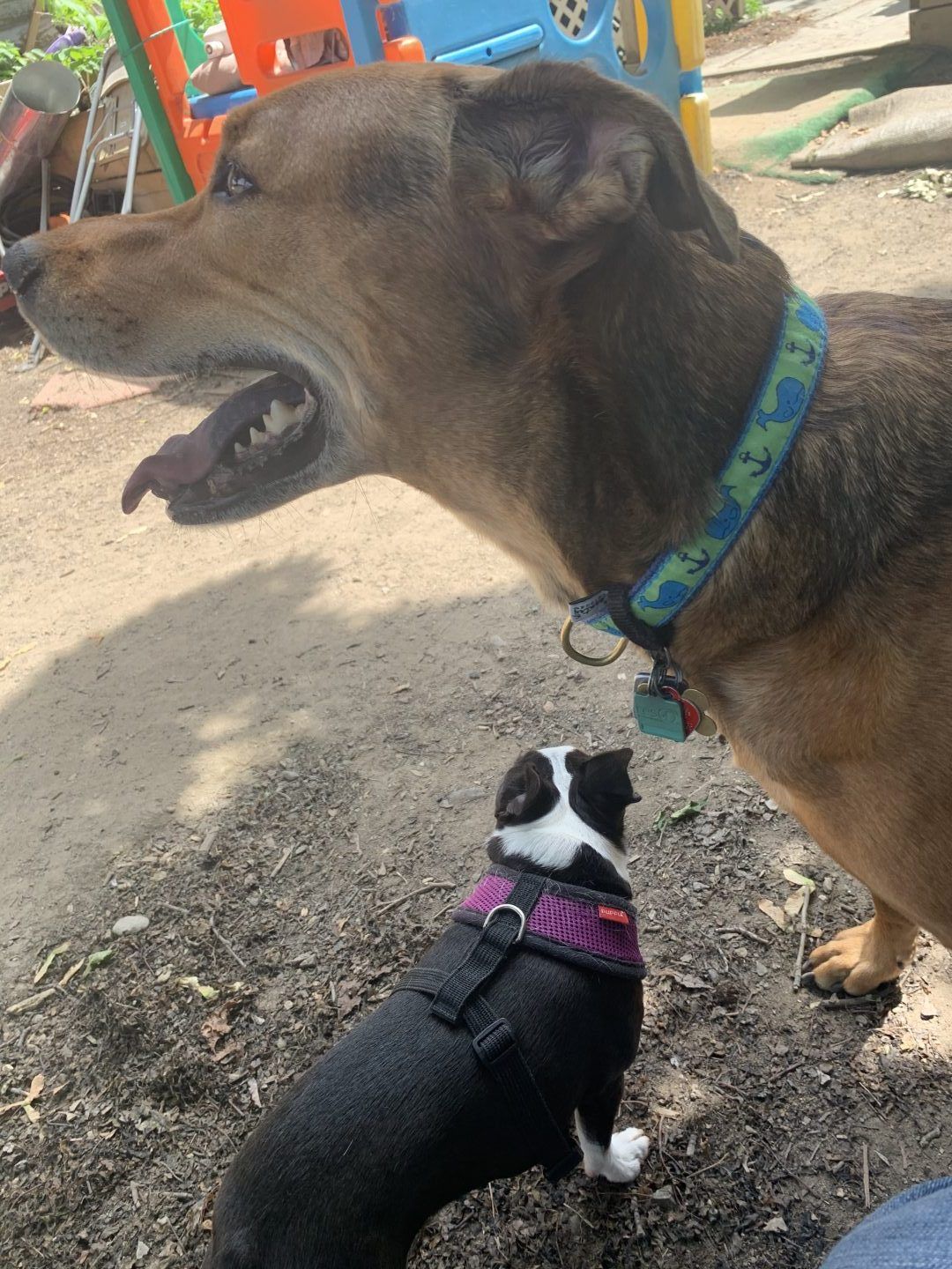 Large brown dog with blue collar watches over small black and white dog wearing a purple harness.