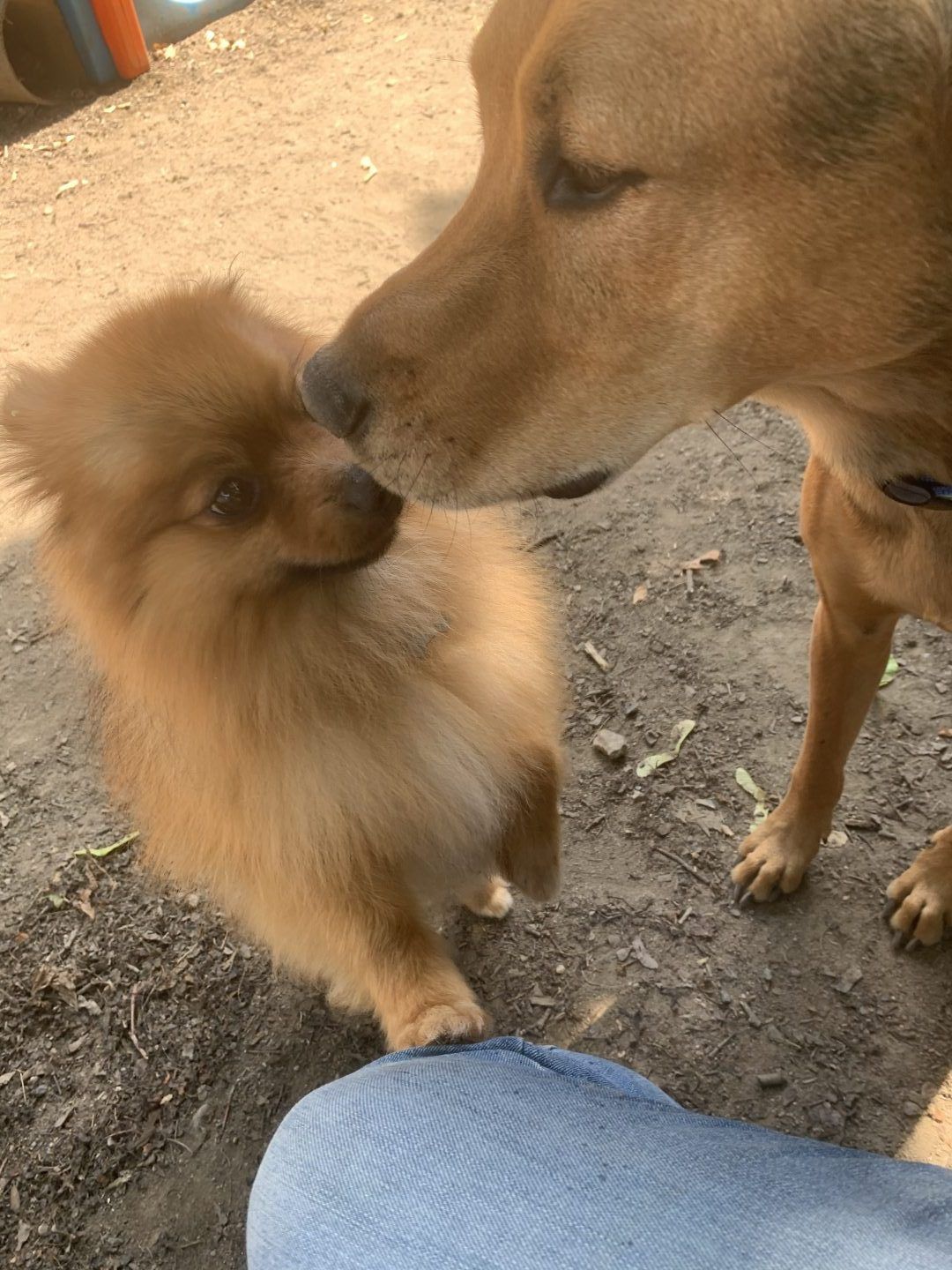 A small, fluffy brown Pomeranian and a larger brown dog touch noses outdoors.