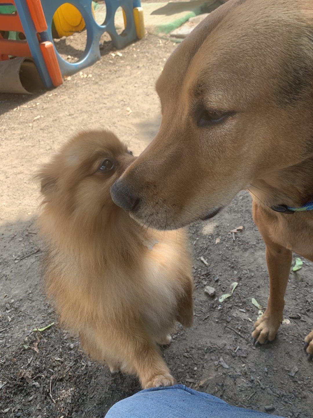 Large brown dog sniffing a small fluffy tan dog. Dogs nose to nose on dirt.