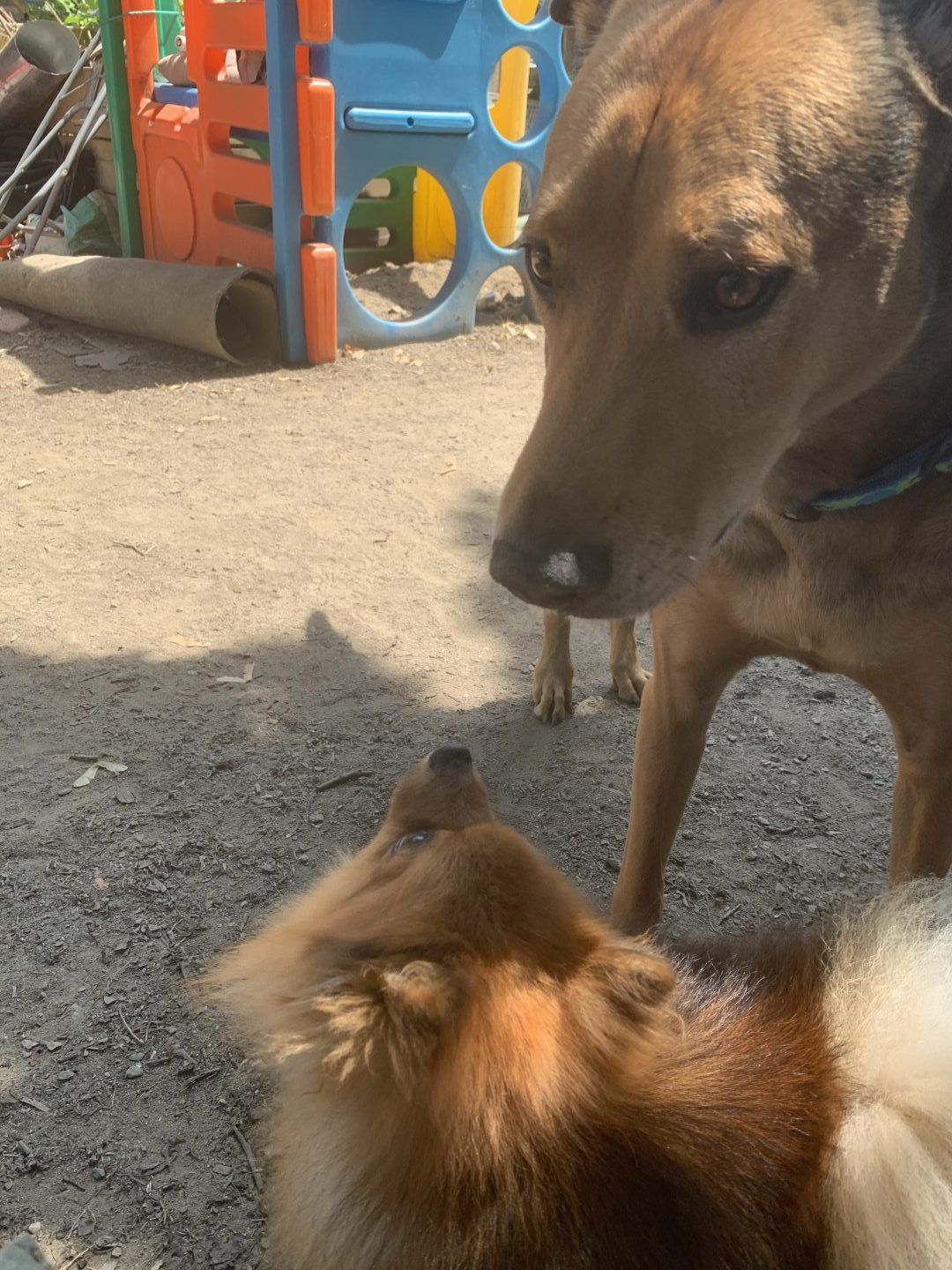 Two dogs outdoors: a brown dog looking down at a small, fluffy, light brown dog. Playground in background.
