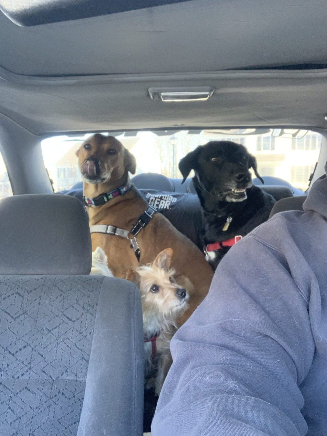 Three dogs in a car, brown and black dogs looking forward, small dog in front, all wearing harnesses.