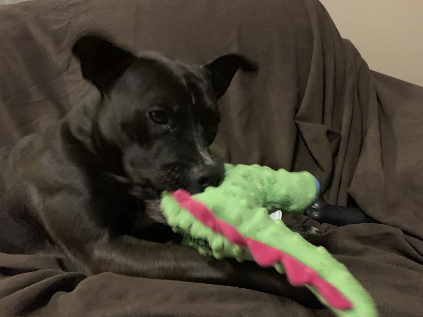 Black dog chews on a green alligator toy on a brown couch.