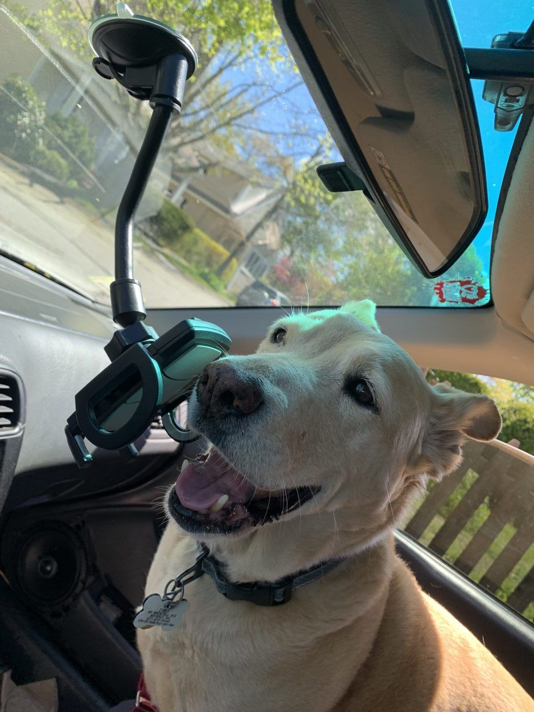 Smiling yellow lab in car, looking at camera, sun shining, rearview mirror visible.