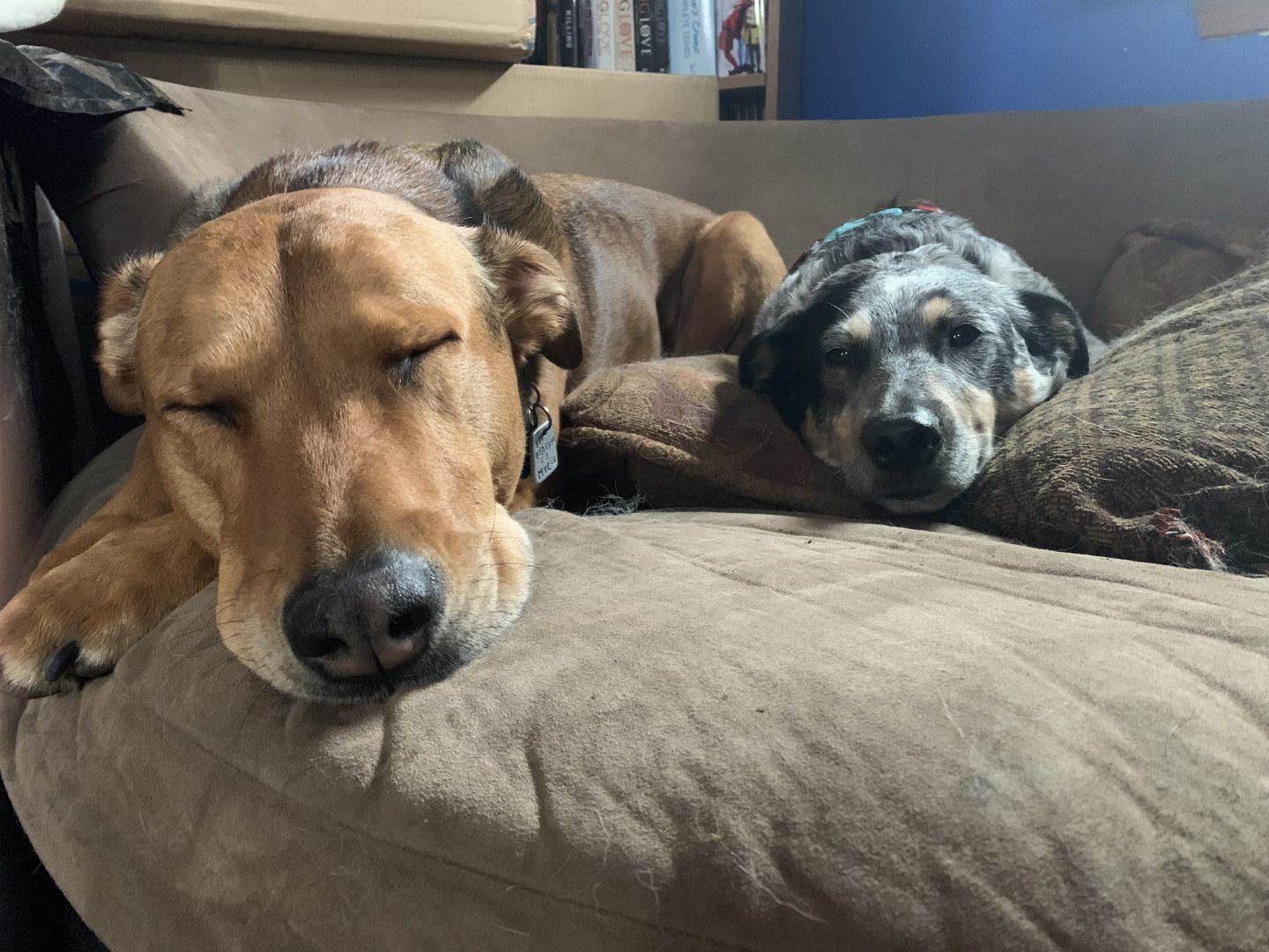 Two dogs, one brown, one gray, asleep on a brown couch.