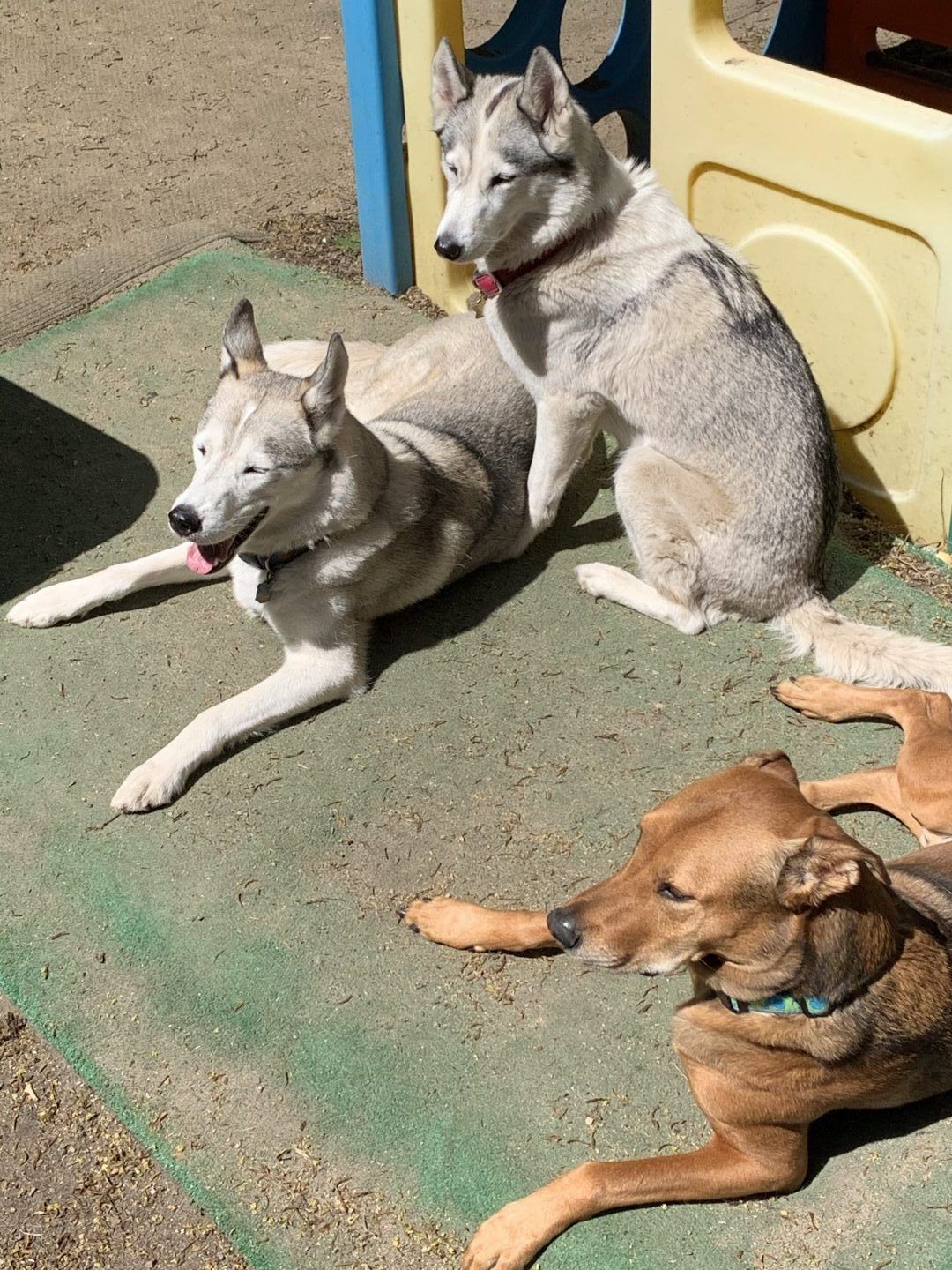 Two Siberian Huskies and a brown dog rest on a green surface near a playground.