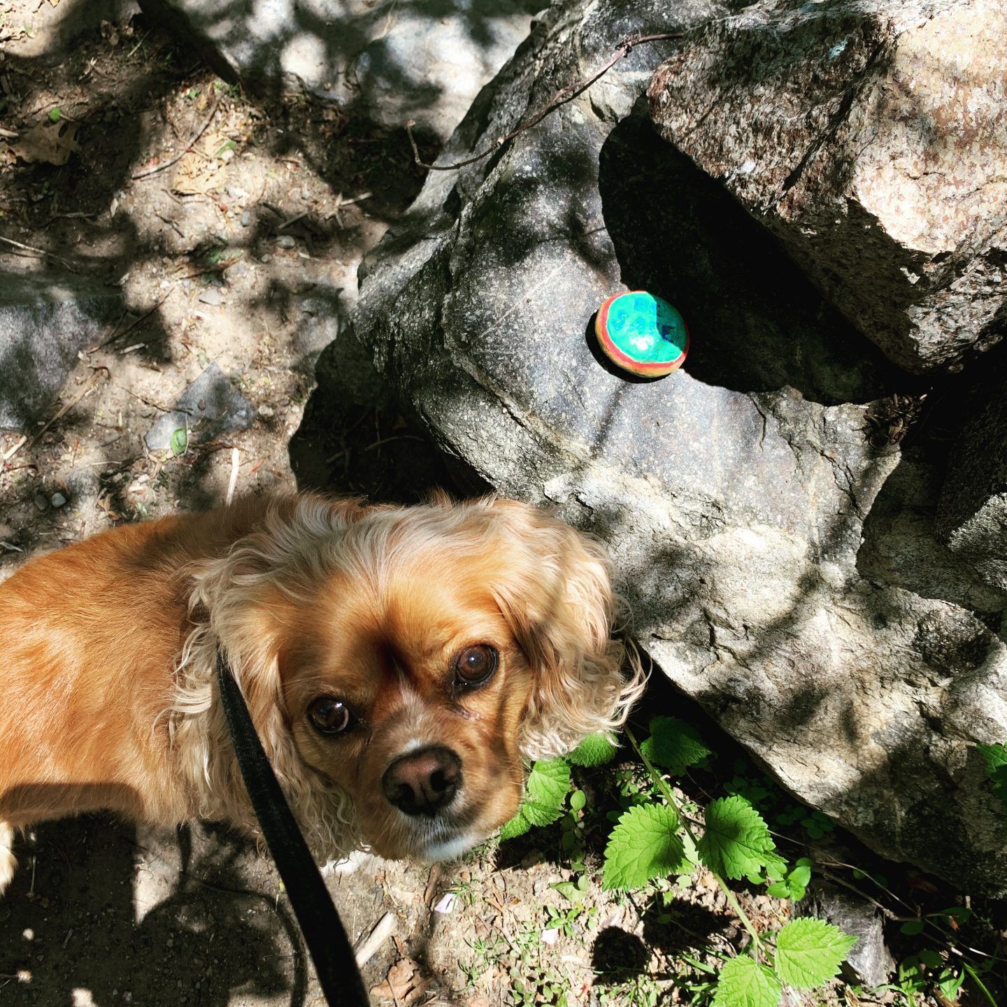 Brown dog on a leash looks up at the camera. A teal-colored item sits atop a rock, in the sun.