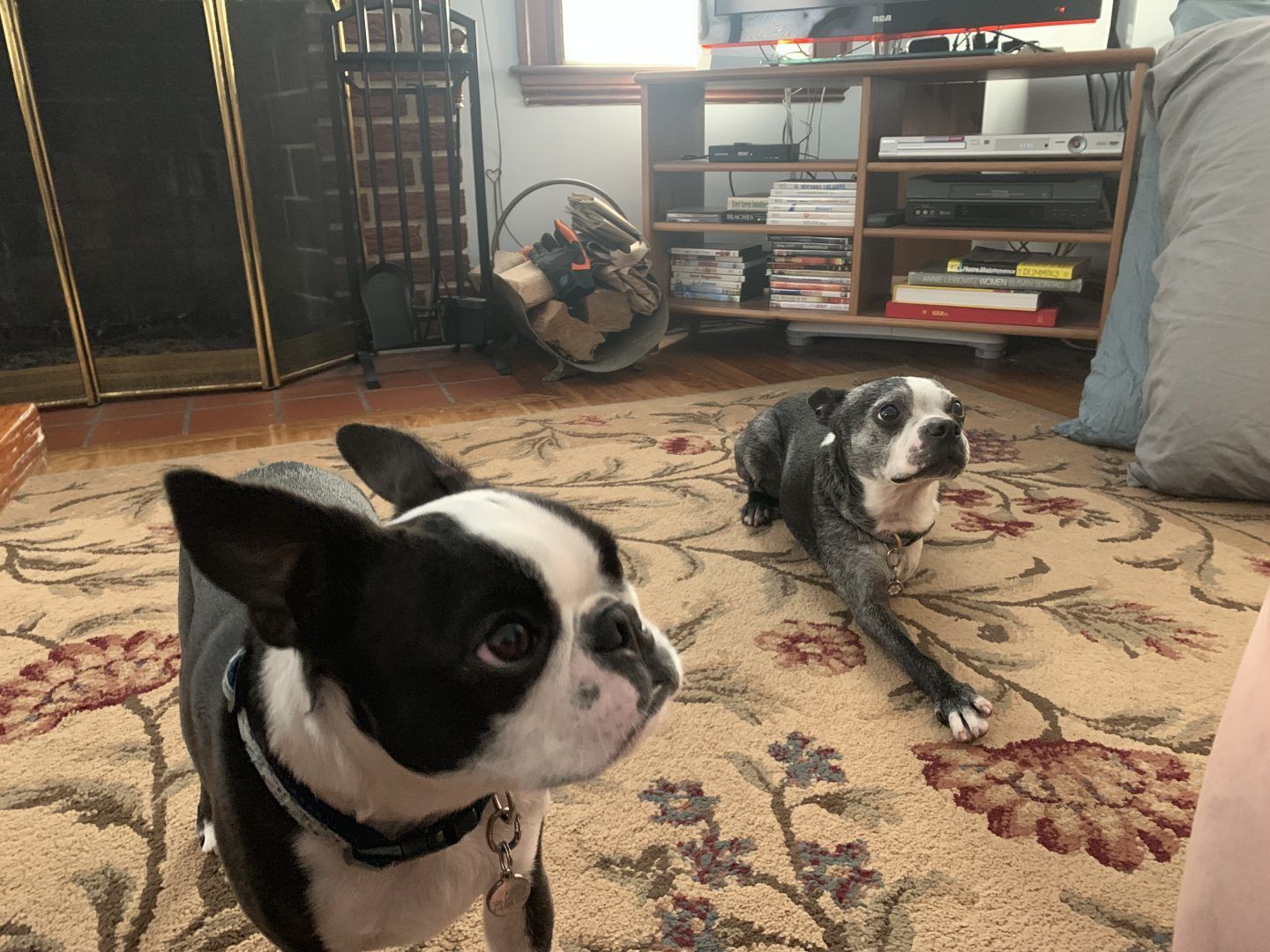 Two Boston Terriers on a floral rug; one is looking at the camera, the other is resting.