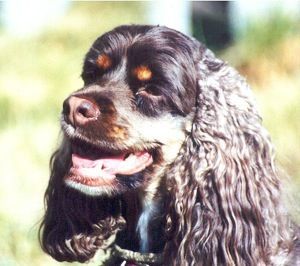 Brown Cocker Spaniel with long, curly ears, smiling outdoors.