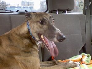 Greyhound dog in car, panting with long tongue out. Brown fur, blue collar, interior setting.